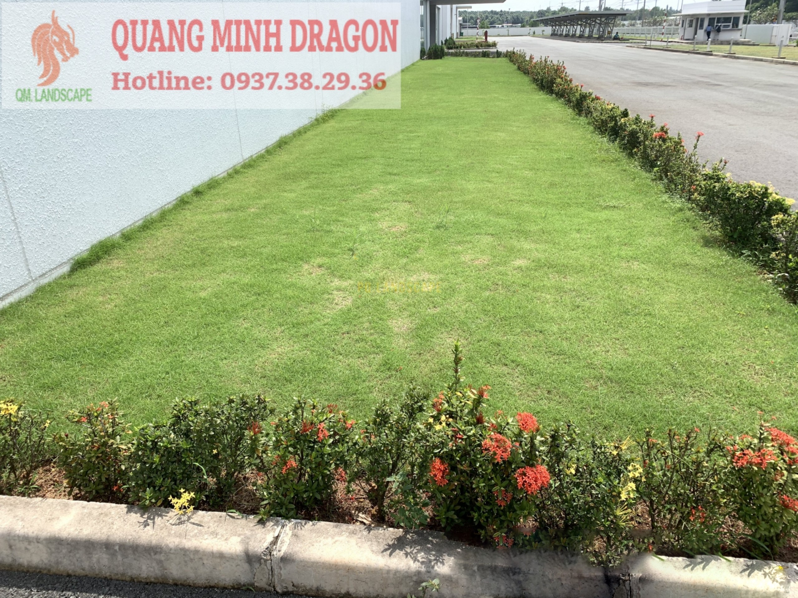 Cỏ nhung