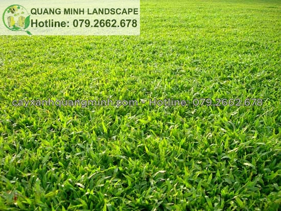 Hình 2: Cỏ lá gừng 