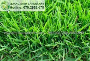 cỏ nhung nhật