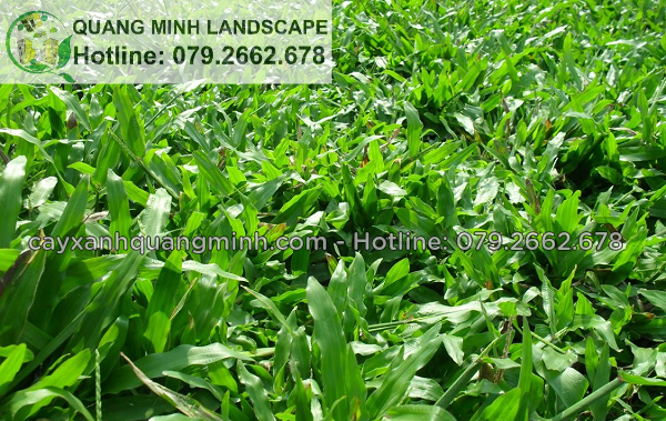 cỏ lá gừng