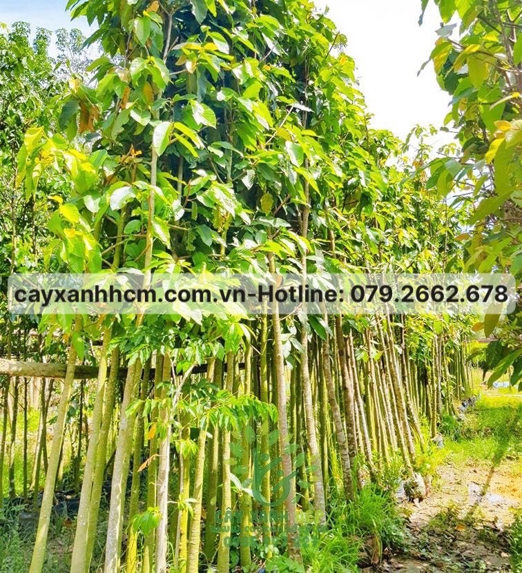 Cây sao đen