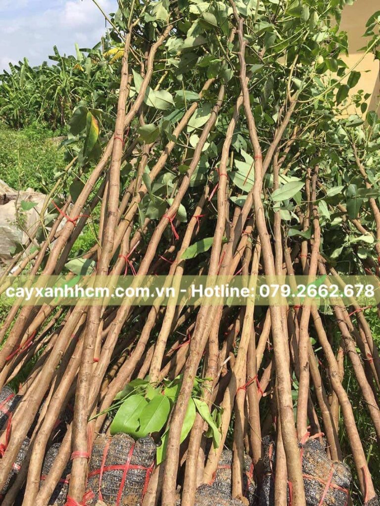 Cây trồng đô thị