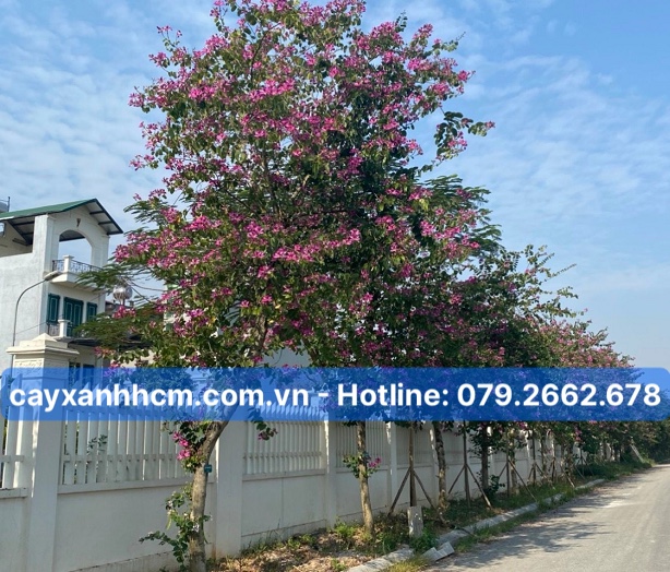 cây công trình đường phố