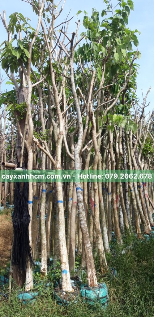 Cây sao đen